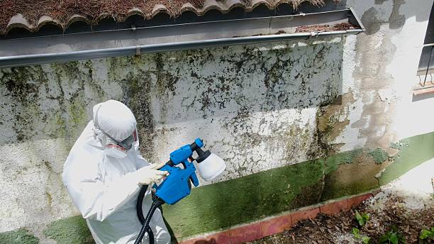 Top rated local Mold Inspection And Testing specialists in Englewood, TN